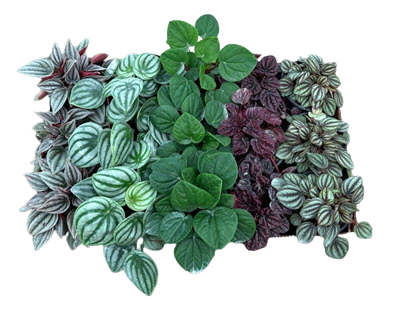 Non-Obtusfolia Assortment